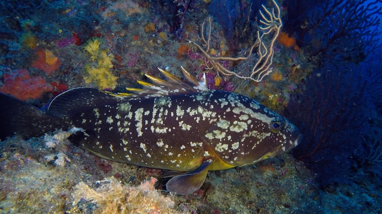 La cernia del Faro di Portofino