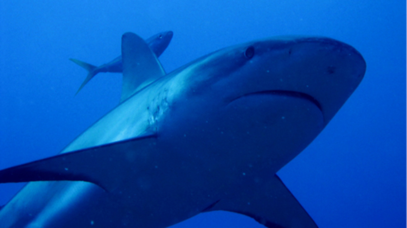 Squalo di Roatan visto dal basso