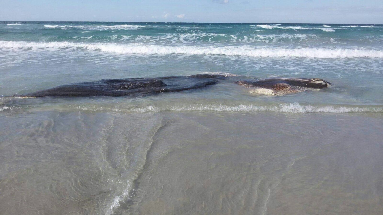 Capodoglio Spiaggia di Rivabella