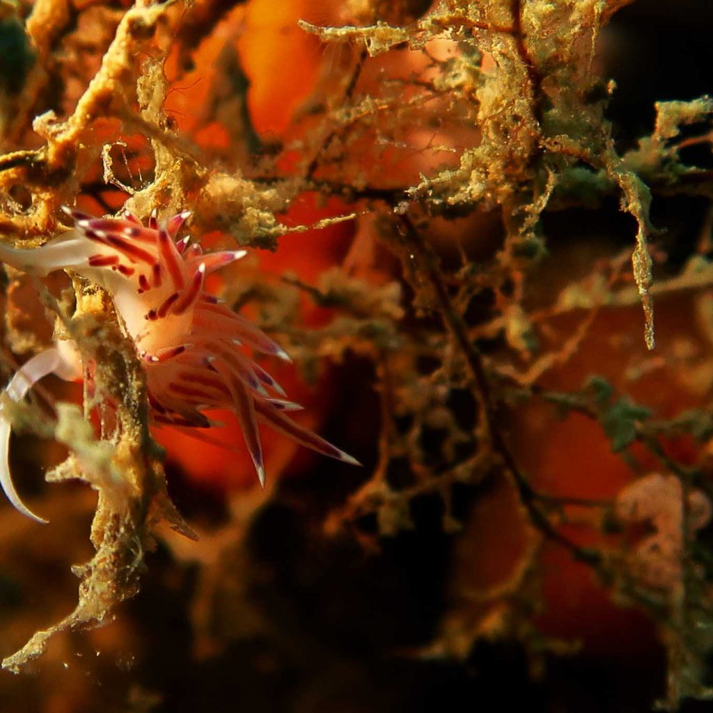 Cratena peregrina: Pantelleria Cala Tramontana