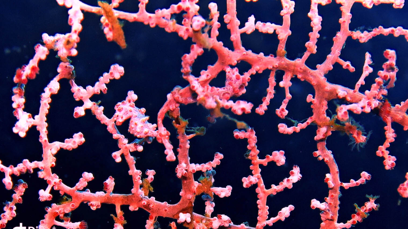 lembeh-cavalluccio-pigmeo