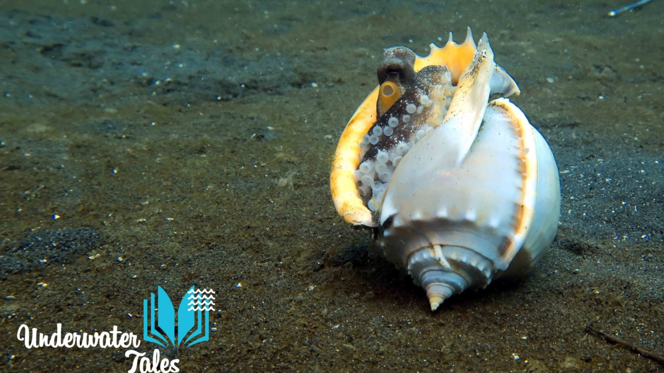 lembeh-octopus2