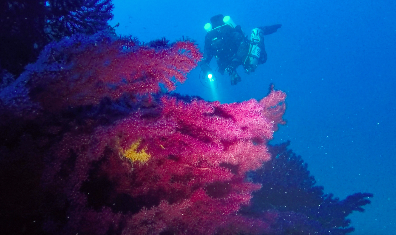 Un subacqueo tra le gorgonie delle Formiche della Zanca