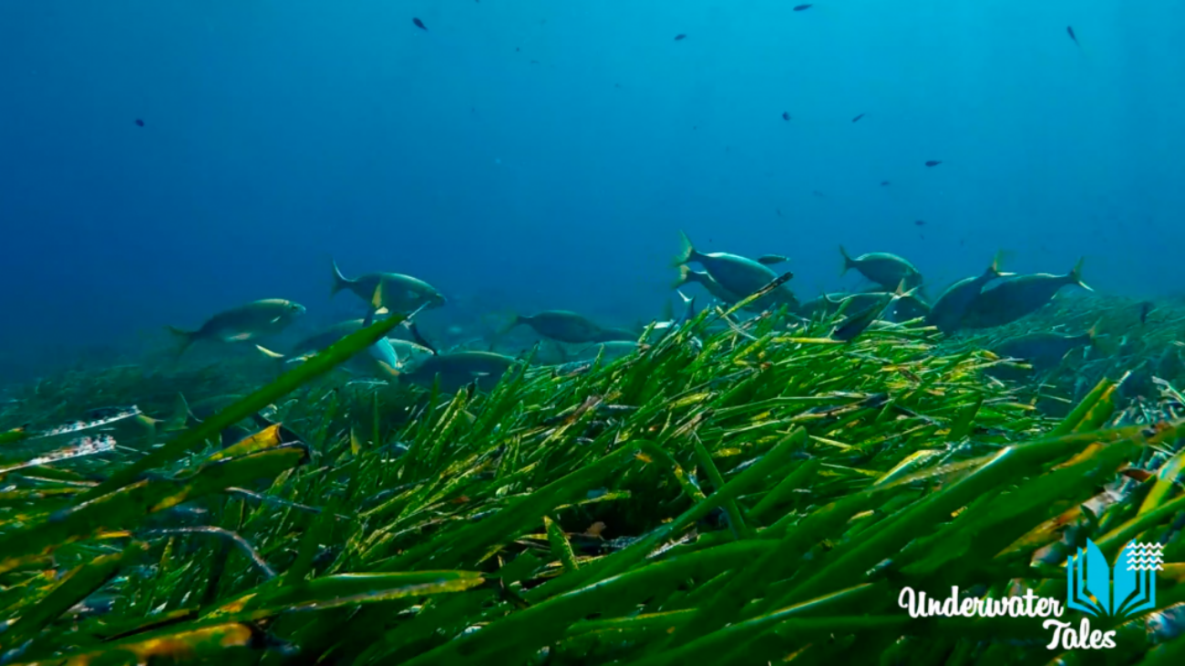 Salpe_posidonia