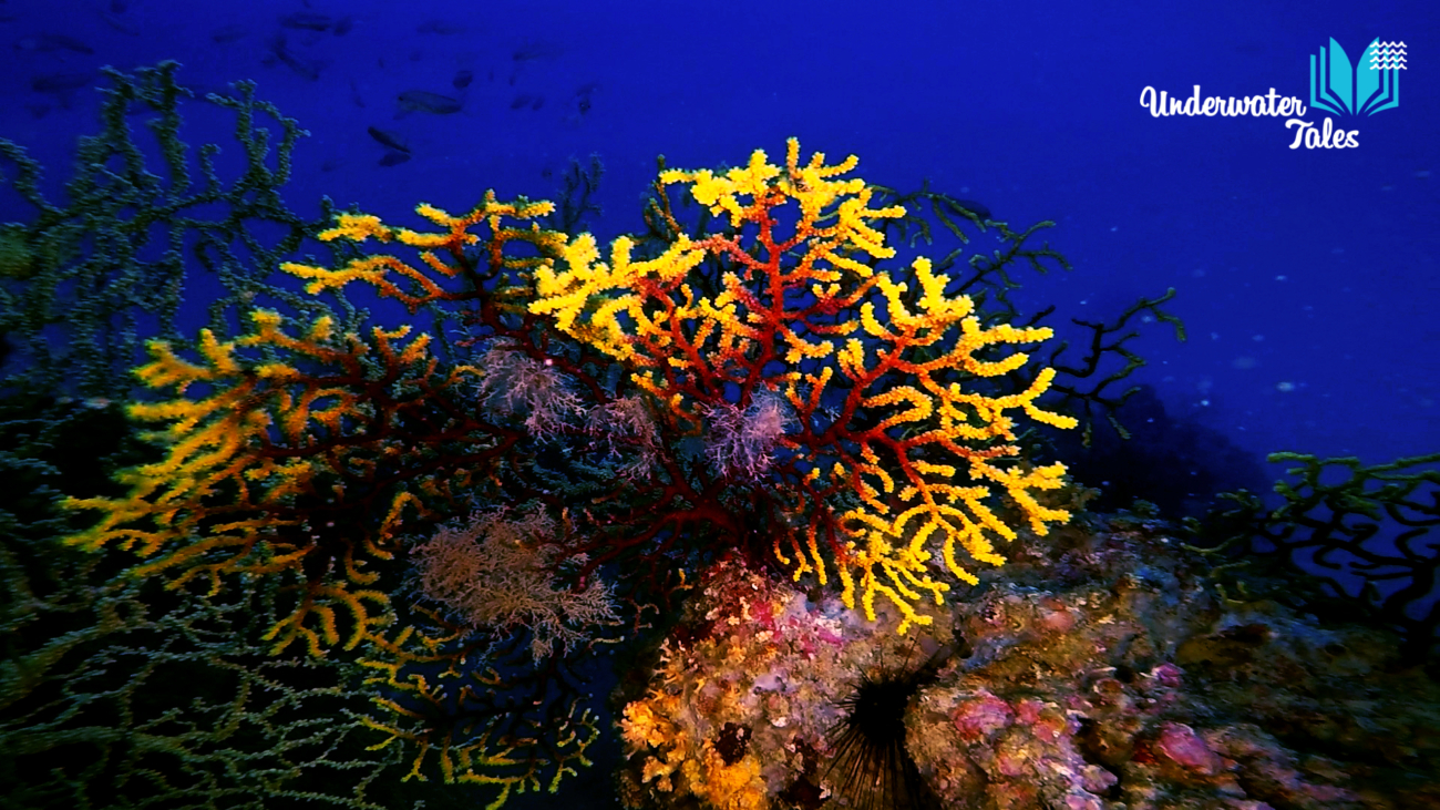 gorgonia-bicolor-gallipoli-secca-del-faro