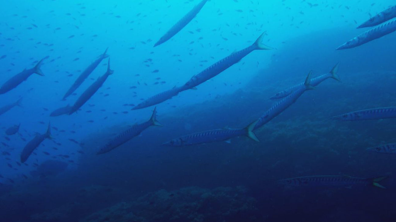 Faro-Portofino-Barracuda-1024x900