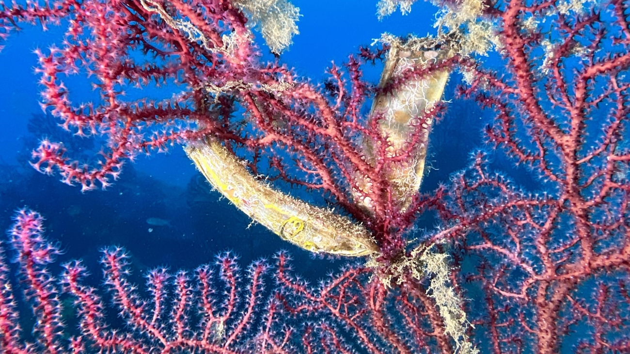 corbella_elba_uova_gattuccio_gemelli